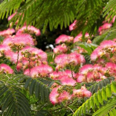 Mimosa