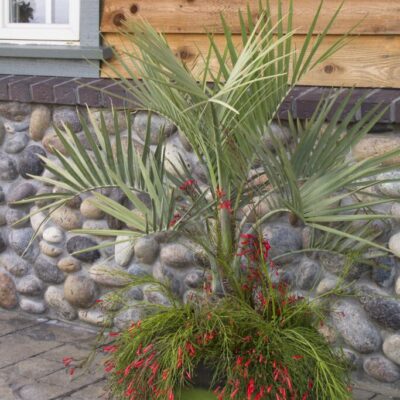 Palm Pindo