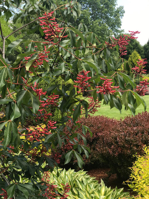 Red Buckeye