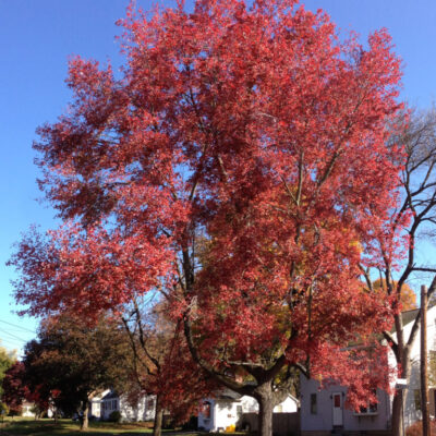 Maple Red