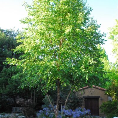 River Birch