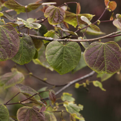 Redbud Weeping