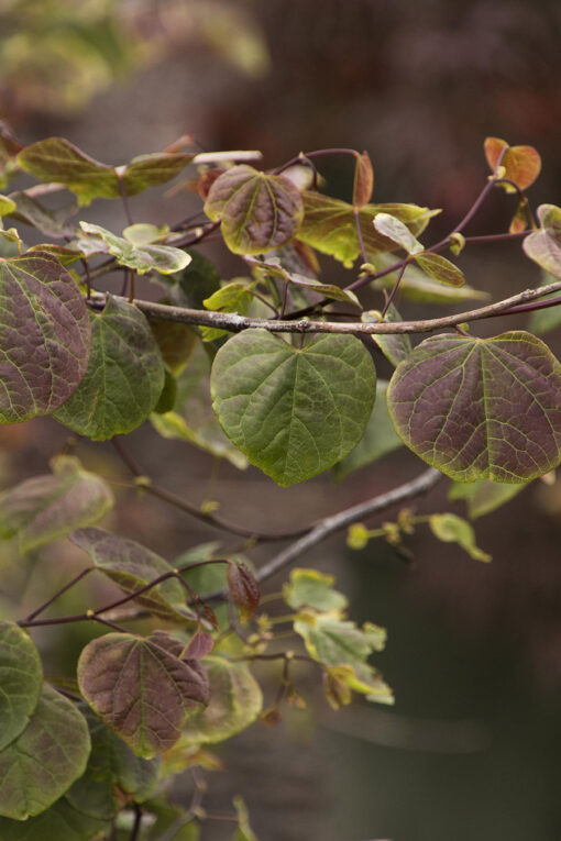 Redbud Weeping