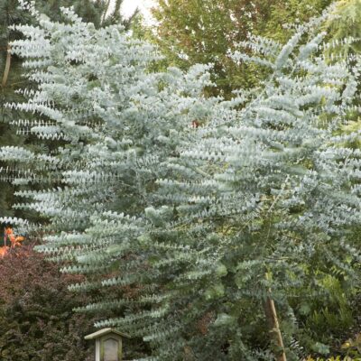 Eucalyptus