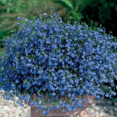 Great Blue Lobelia