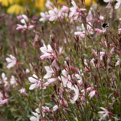 Gaura