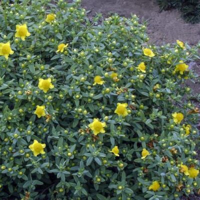 St John's Wort