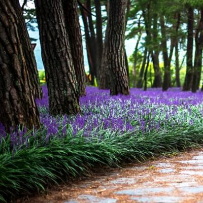 Super Blue Liriope