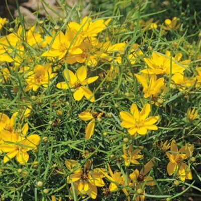Coreopsis
