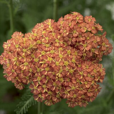 Yarrow