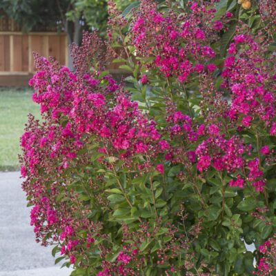 Crape Myrtle Tonto