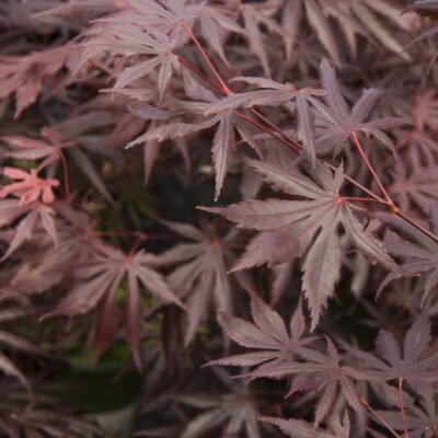 Japanese Maple Trompenburg