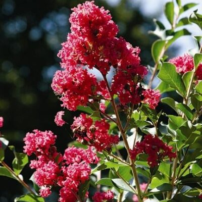 Crape Myrtle Tuscarora