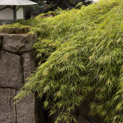 Japanese Maple Waterfall