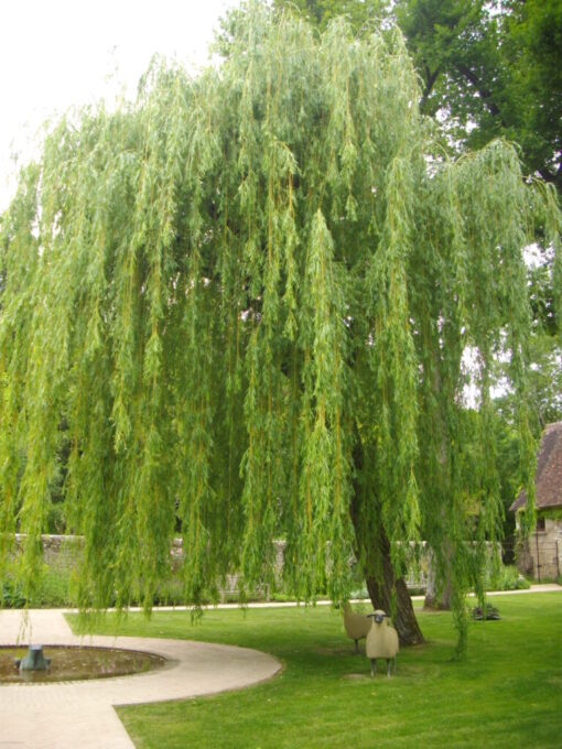 Weeping Willow