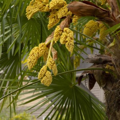 Palm Windmill