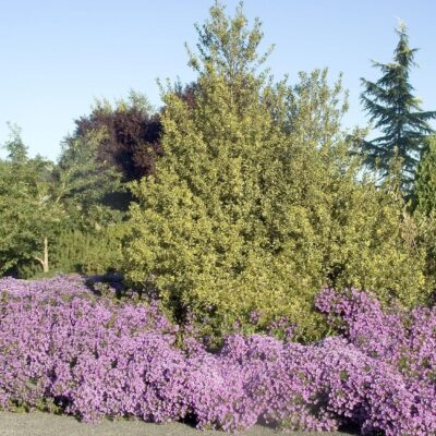 Aster