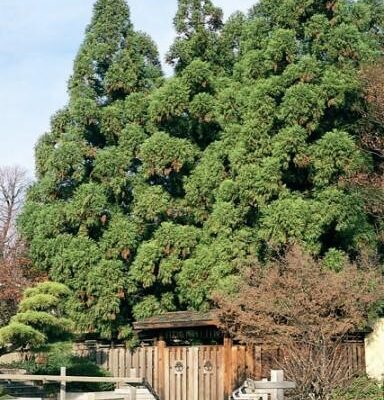 Cryptomeria Yoshino