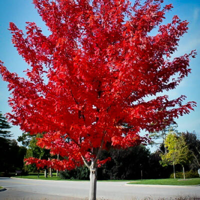 Maple Autumn Flame