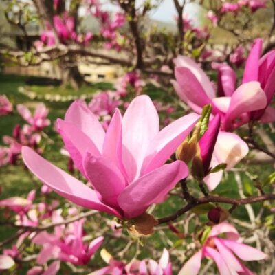 Magnolia Japanese Betty