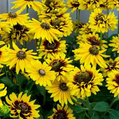 Black Eyed Susans 'Denver Daisy'