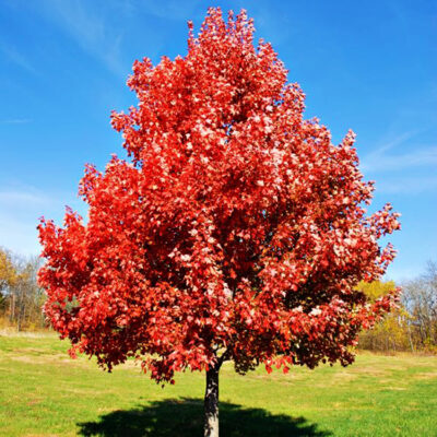 Maple Brandywine