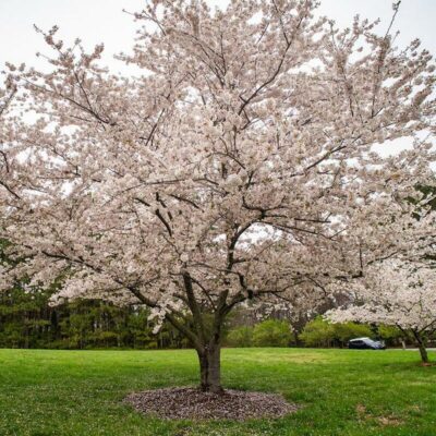 Cherry Okame