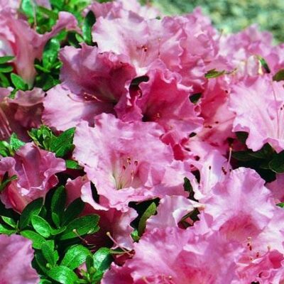 Gumpo Pink