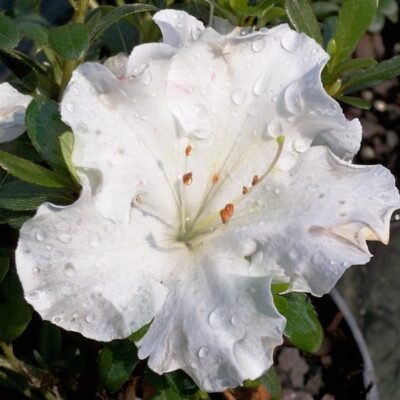 Gumpo White