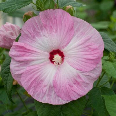Hibiscus Perennial 'Midnight Marvel'