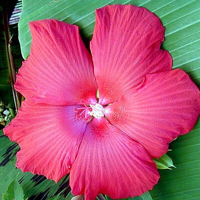 Hibiscus Perennial 'Lord Baltimore'