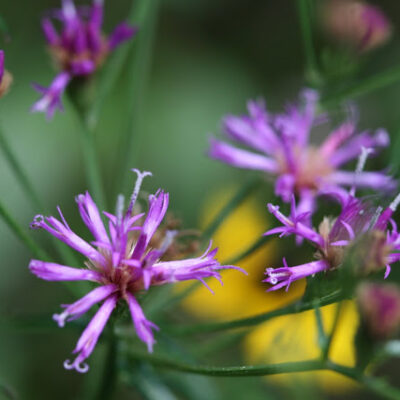 Ironweed - Vernonia angustifolia