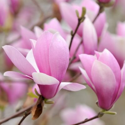 Magnolia Japanese Jane