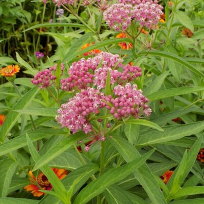Milkweed