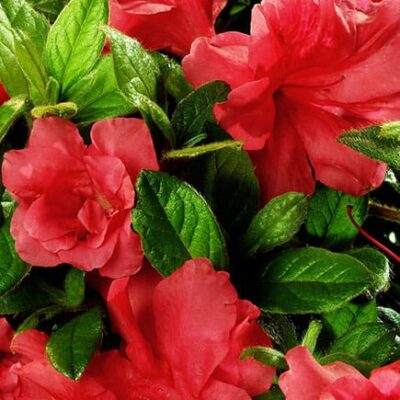Encore® Autumn Monarch
