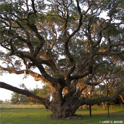 Oak Live