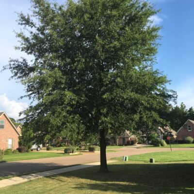 Oak Willow