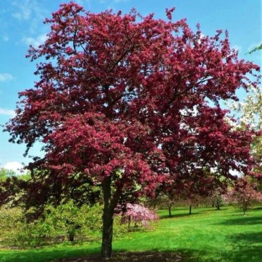 Crabapple Profusion