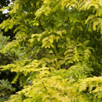 Redwood Dawn Gold Rush