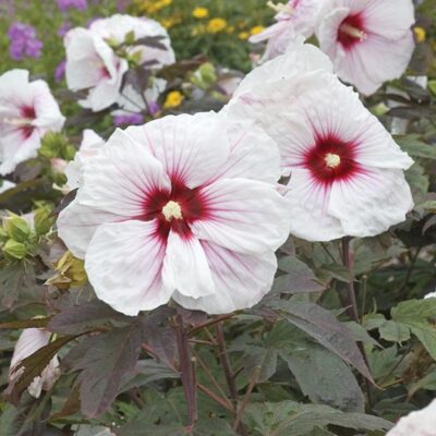 Hibiscus Perennial 'Kopper King'