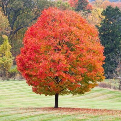 Maple Sugar