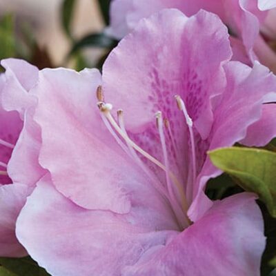 Encore® Autumn SweetHeart