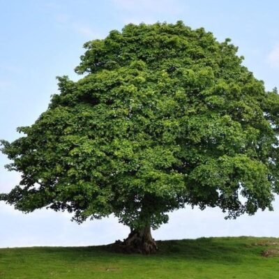 Sycamore