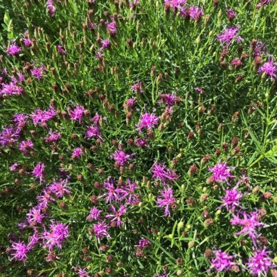 Ironweed - Vernonia lettermanii