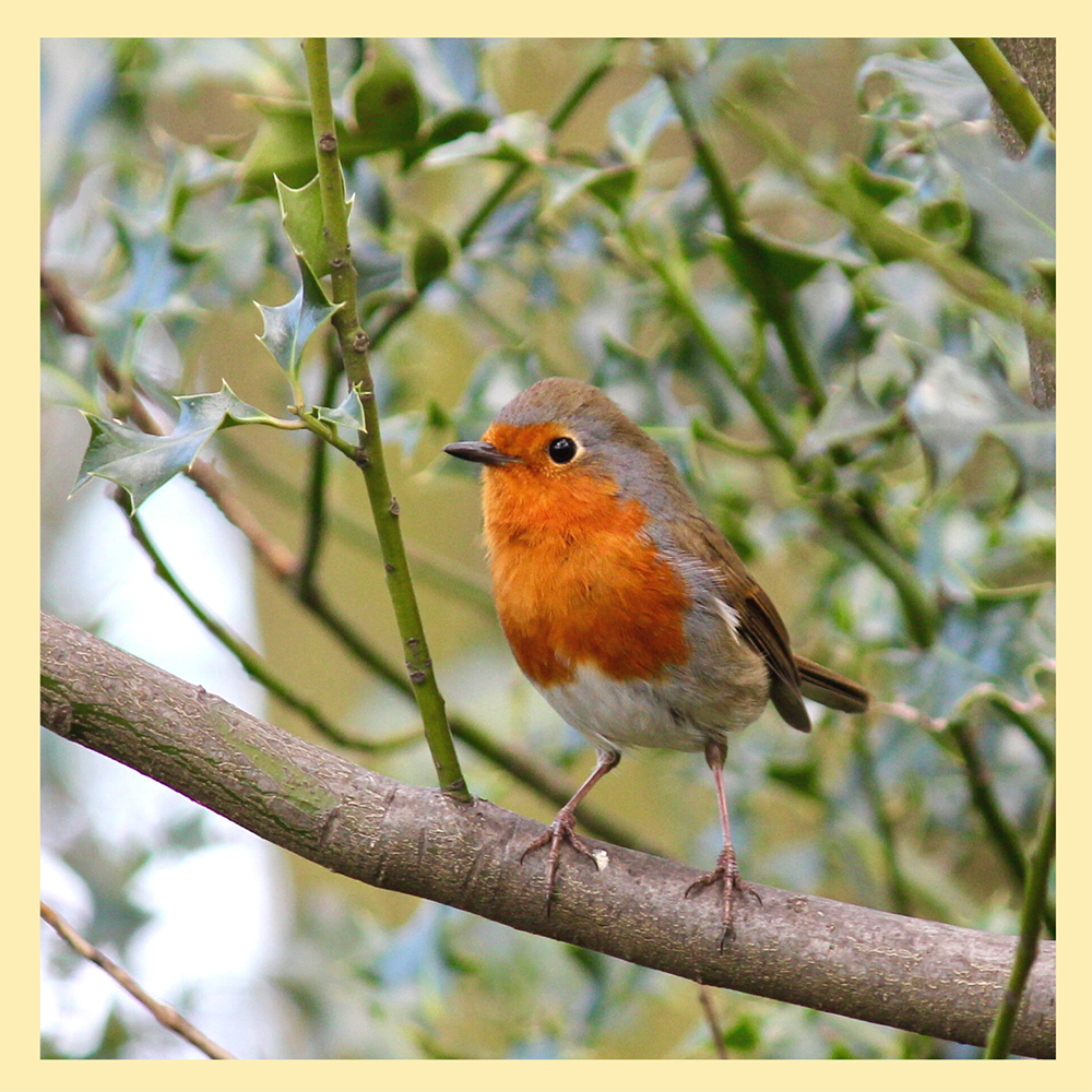 Backyard Birdscaping - Wingard's Market