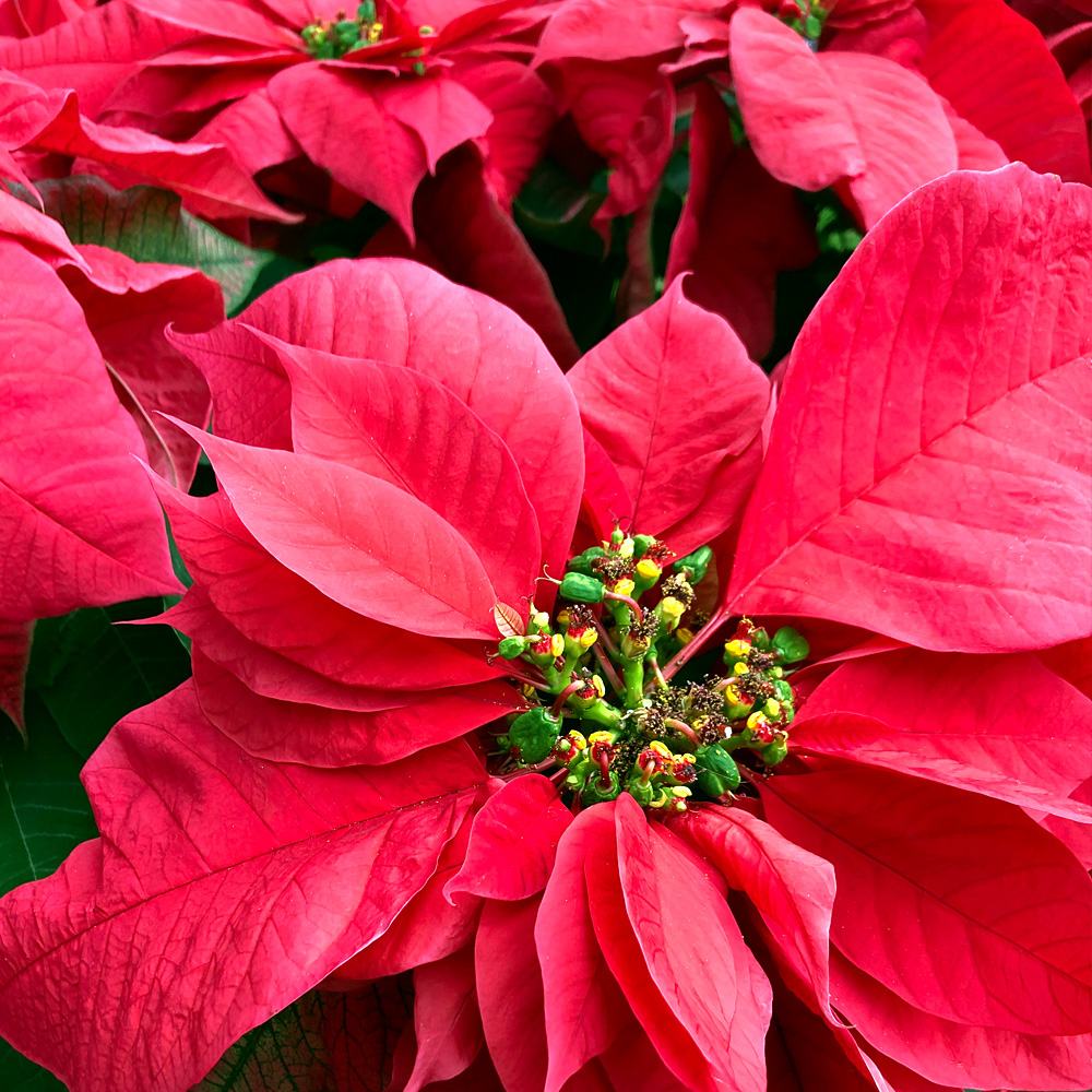 Keep Holiday Plants Looking Their Best Wingard's Market
