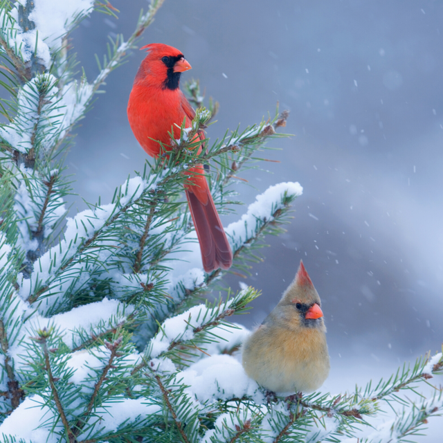 Northern Cardinal - The Infamous Red Bird - Wingard's Market