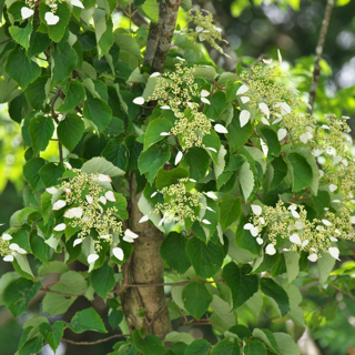 Climbing-hydrangea