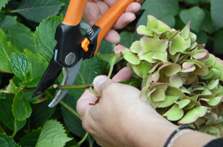 Header_Hydrnageas-Pruning