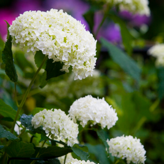 Hydrangea-arborescens